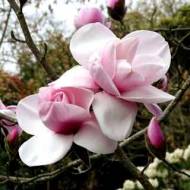 Саженец магнолии гибридной Atlas в контейнере